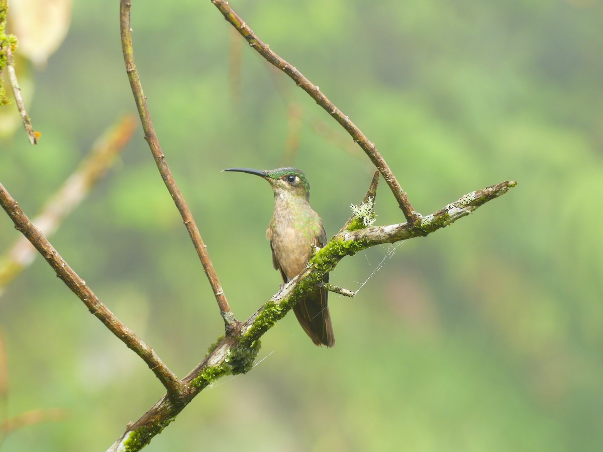 Fawn-breasted Brilliant - ML647295523