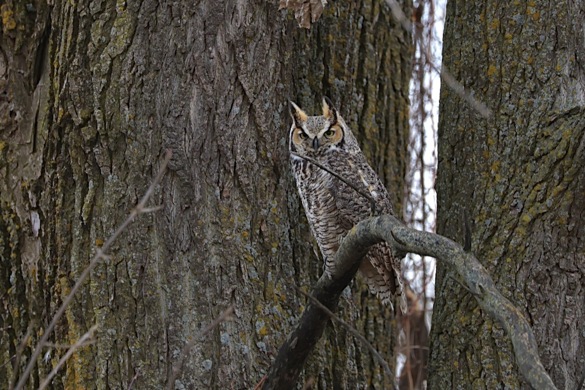 Great Horned Owl - ML647295524