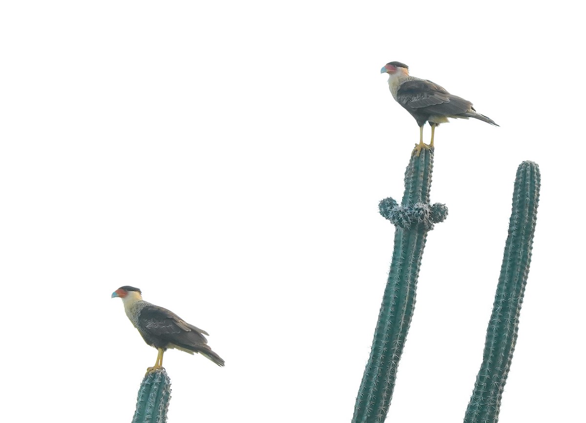 Crested Caracara - ML647295528