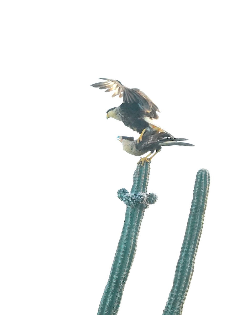 Crested Caracara - ML647295529