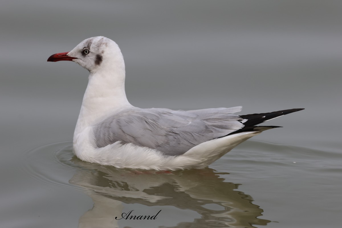 Буроголовая чайка - ML647295538