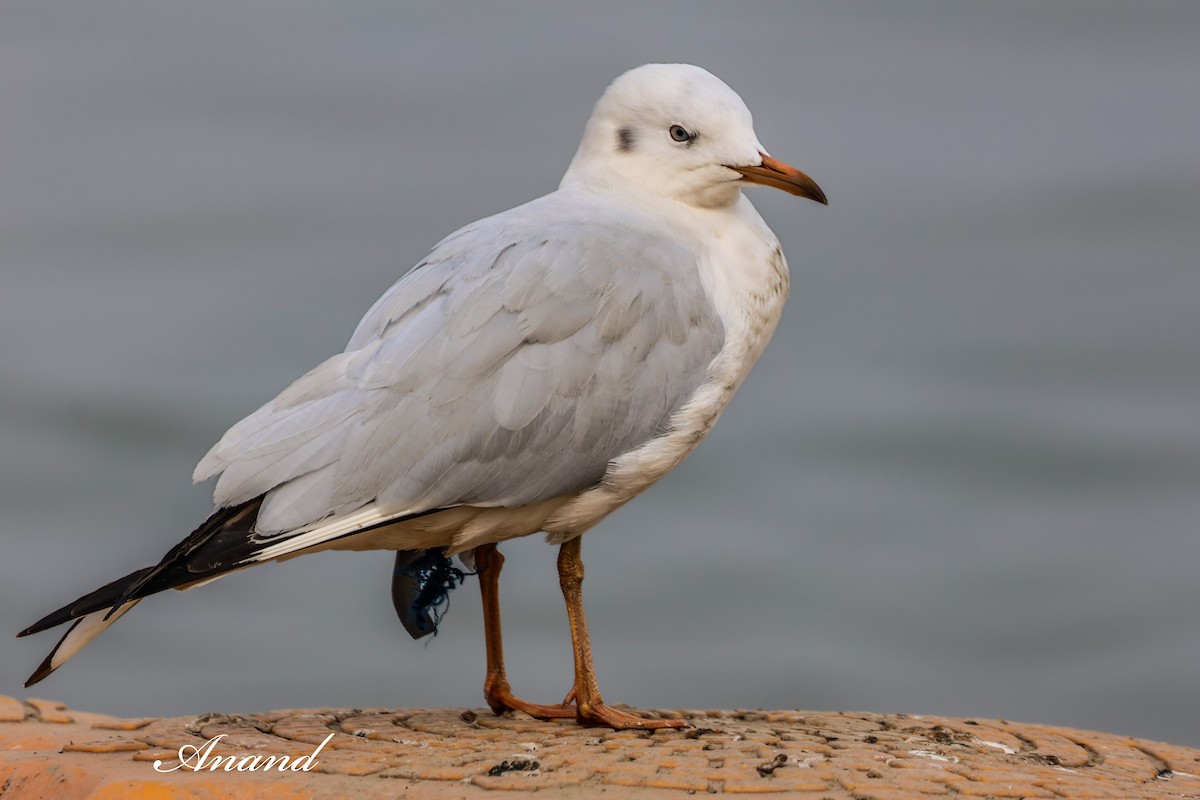 Буроголовая чайка - ML647295539