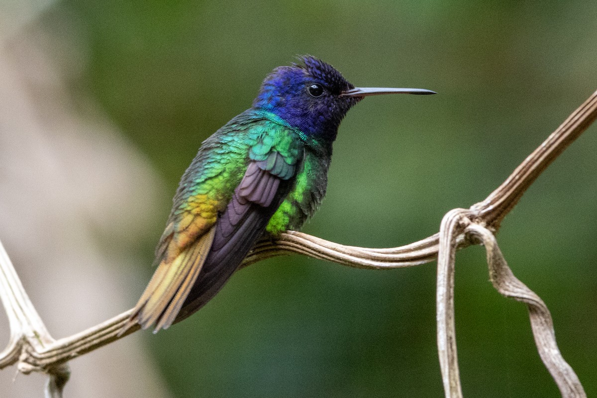 Golden-tailed Sapphire - ML647295547