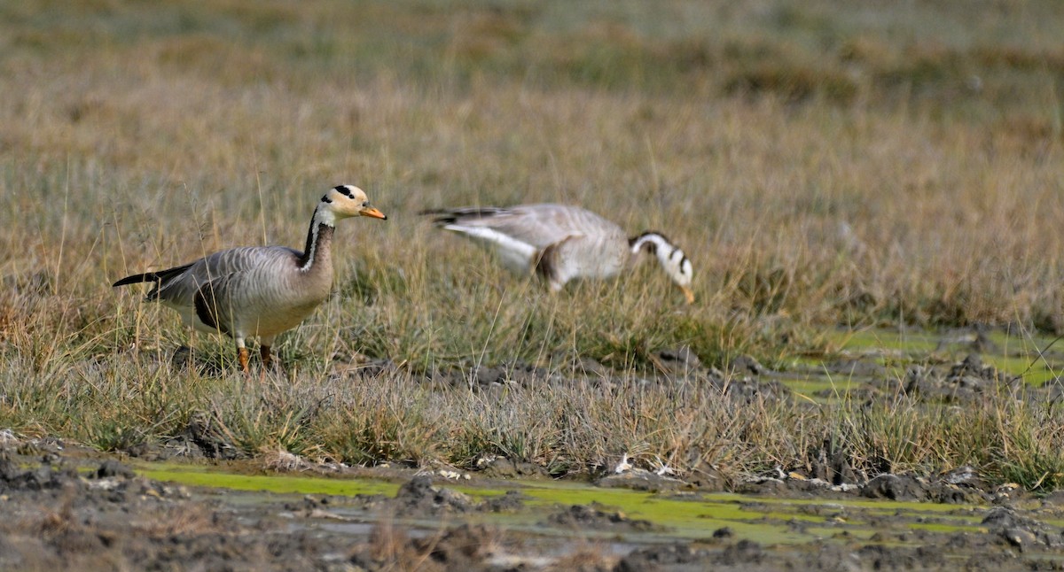 Oie à tête barrée - ML647295559