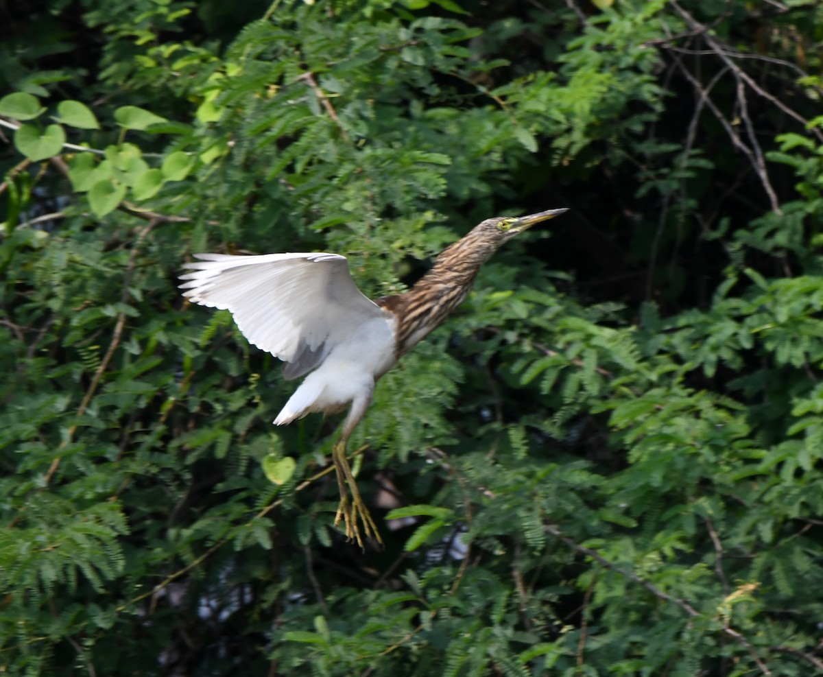 Indian Pond-Heron - ML647295560