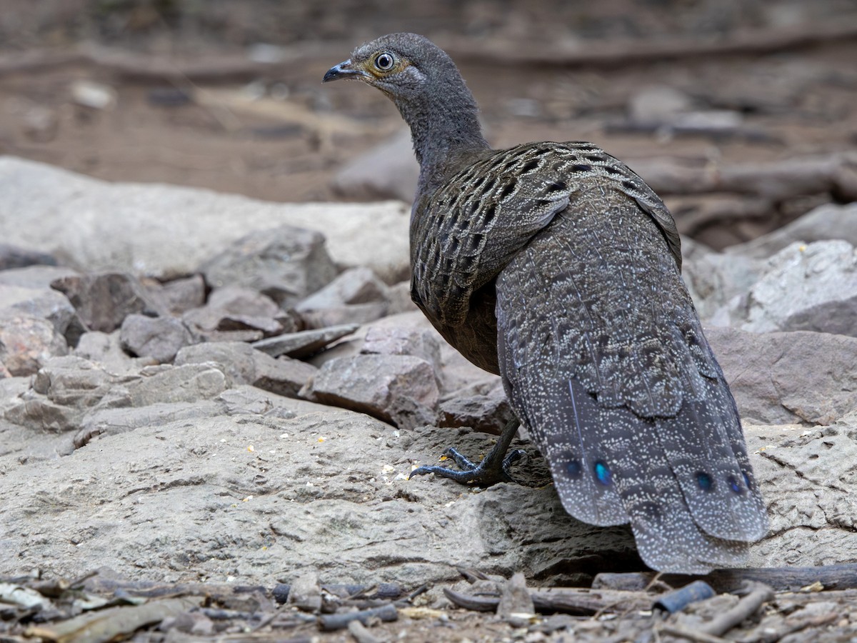Gray Peacock-Pheasant - ML647295577