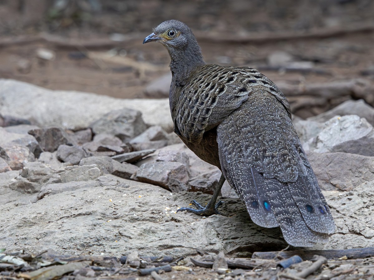 Gray Peacock-Pheasant - ML647295578