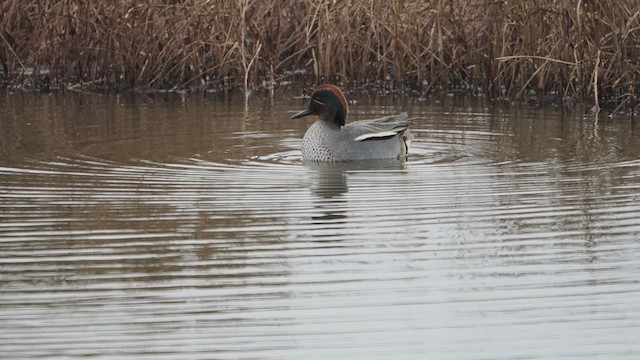 Sarcelle d'hiver (crecca) - ML647295580