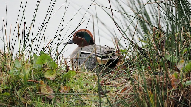 Sarcelle d'hiver (crecca) - ML647295581