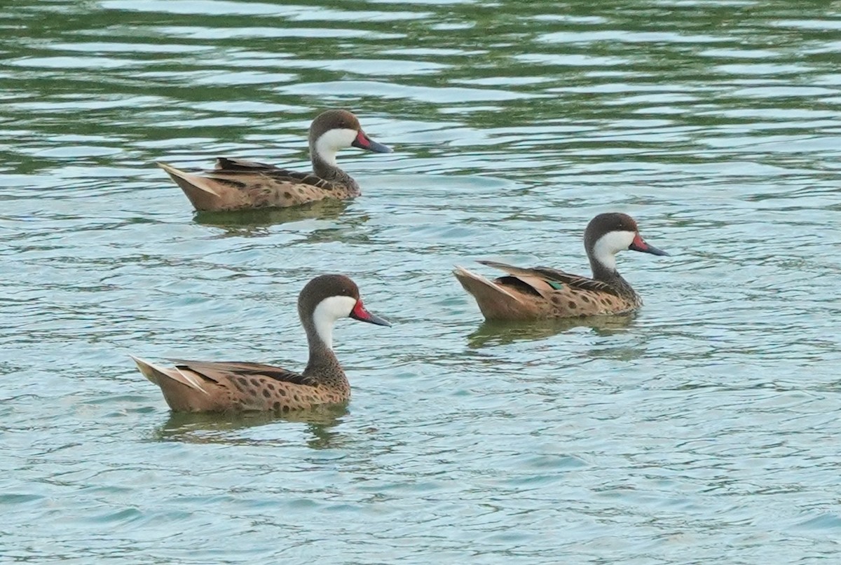White-cheeked Pintail - ML647295588