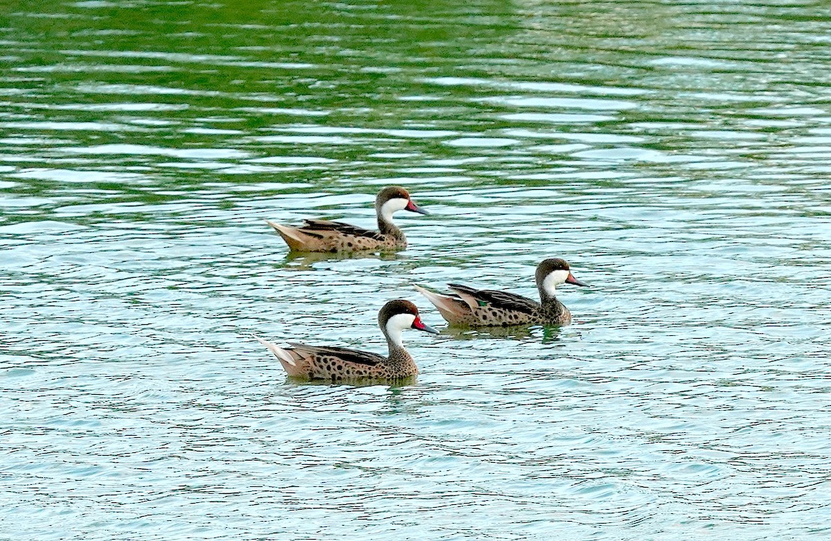 White-cheeked Pintail - ML647295589