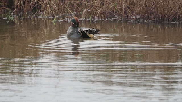 שרשיר מצוי - ML647295590