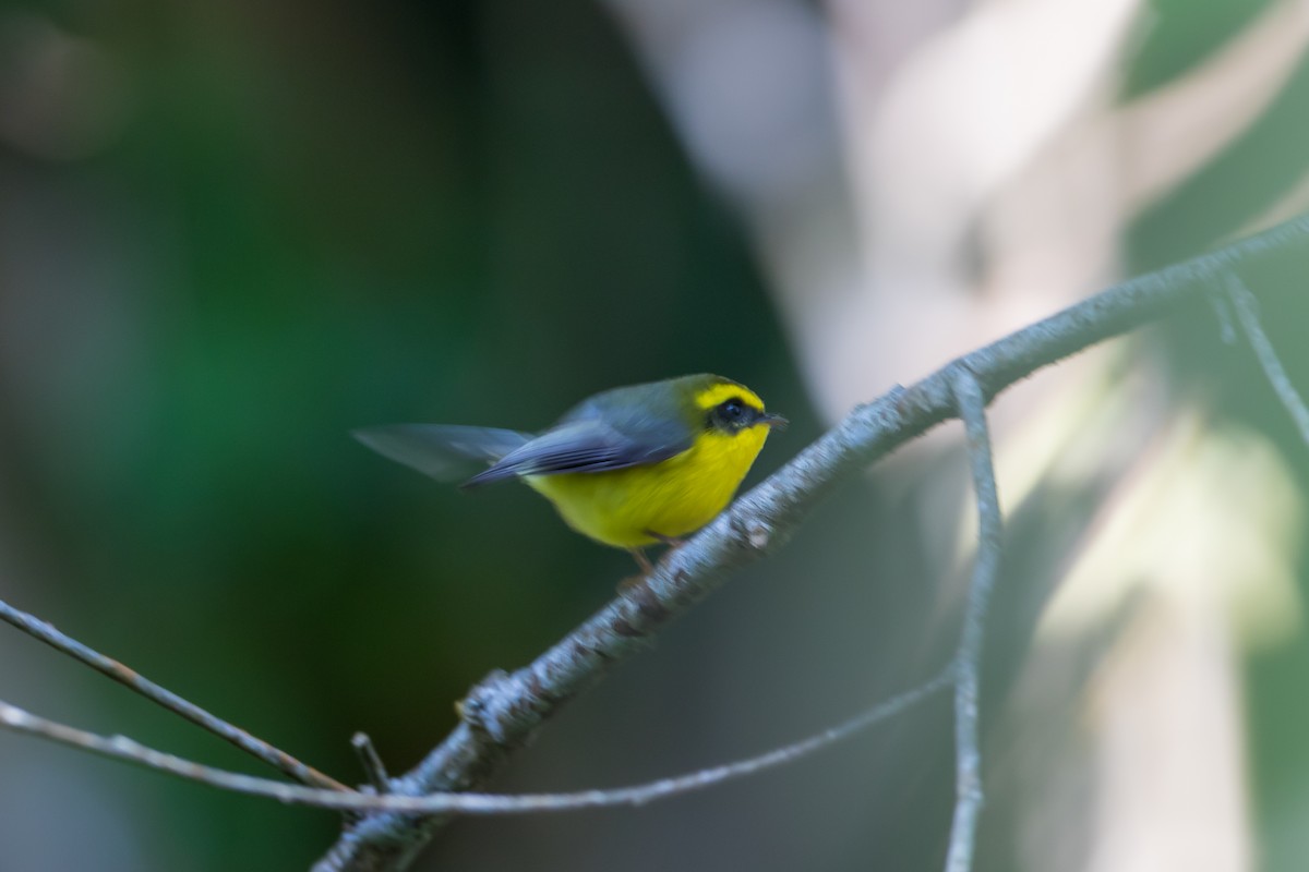 Yellow-bellied Fairy-Fantail - ML647295596