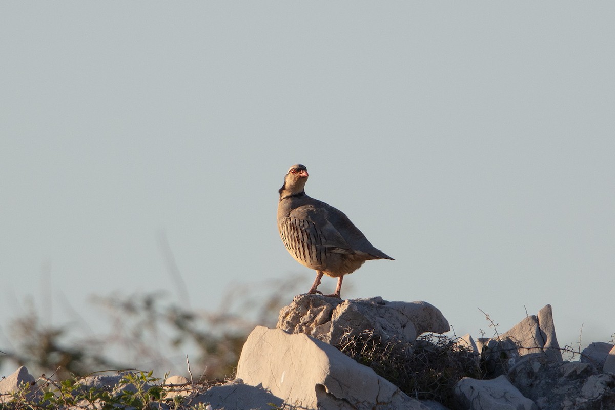Rock Partridge - ML647295599