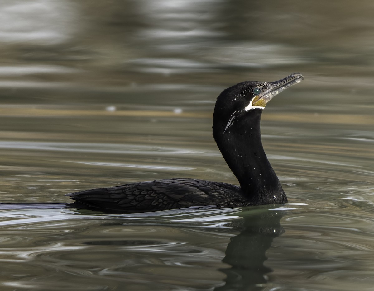Neotropic Cormorant - ML647295610
