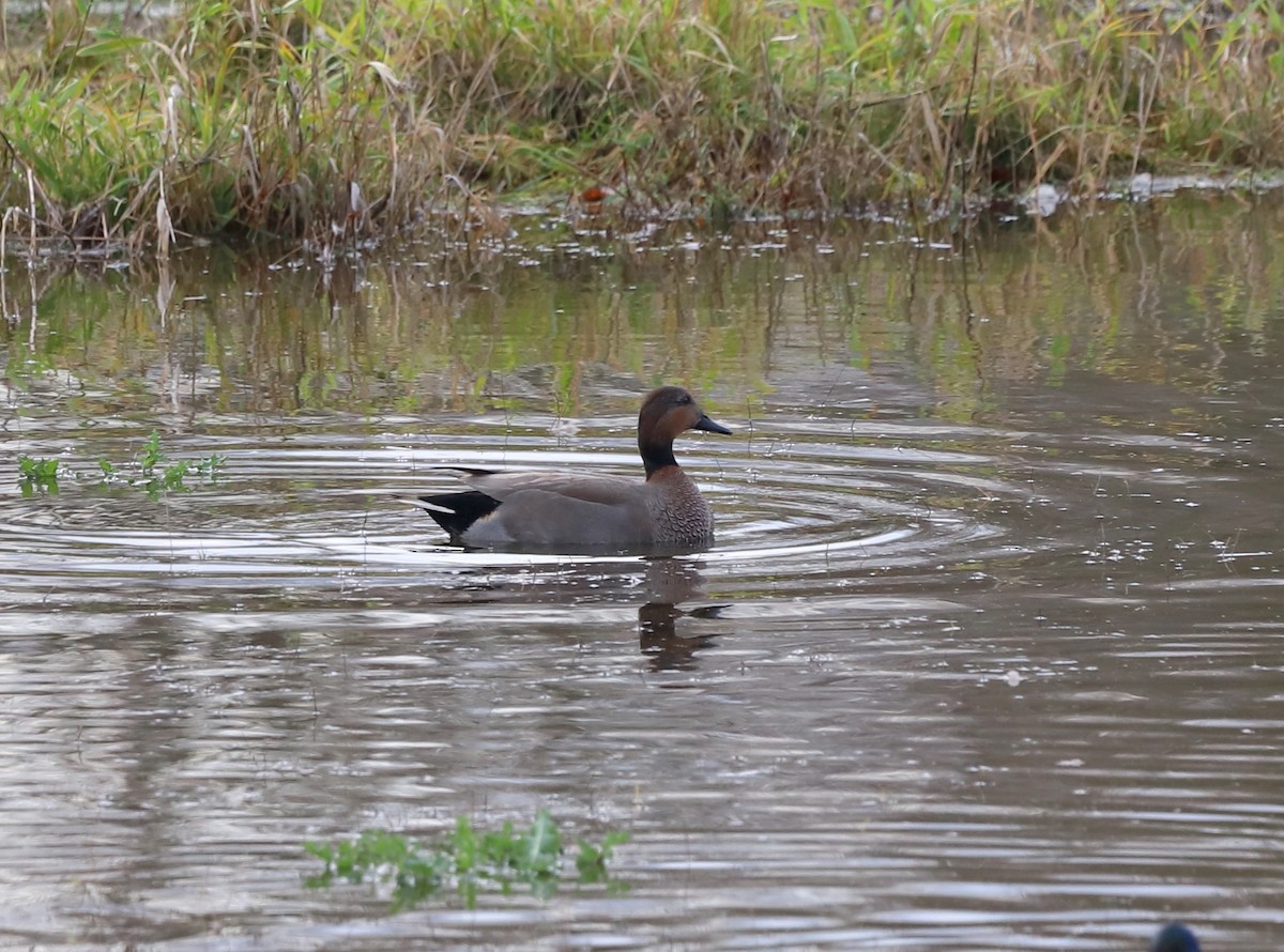 anatidé sp. (canard sp.) - ML647295612