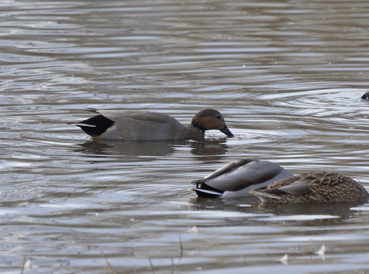 anatidé sp. (canard sp.) - ML647295614