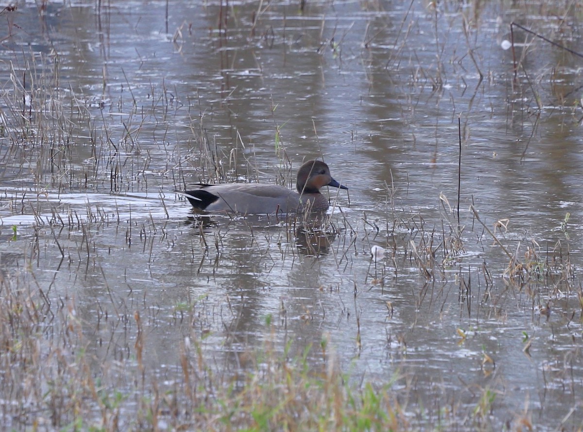 anatidé sp. (canard sp.) - ML647295615