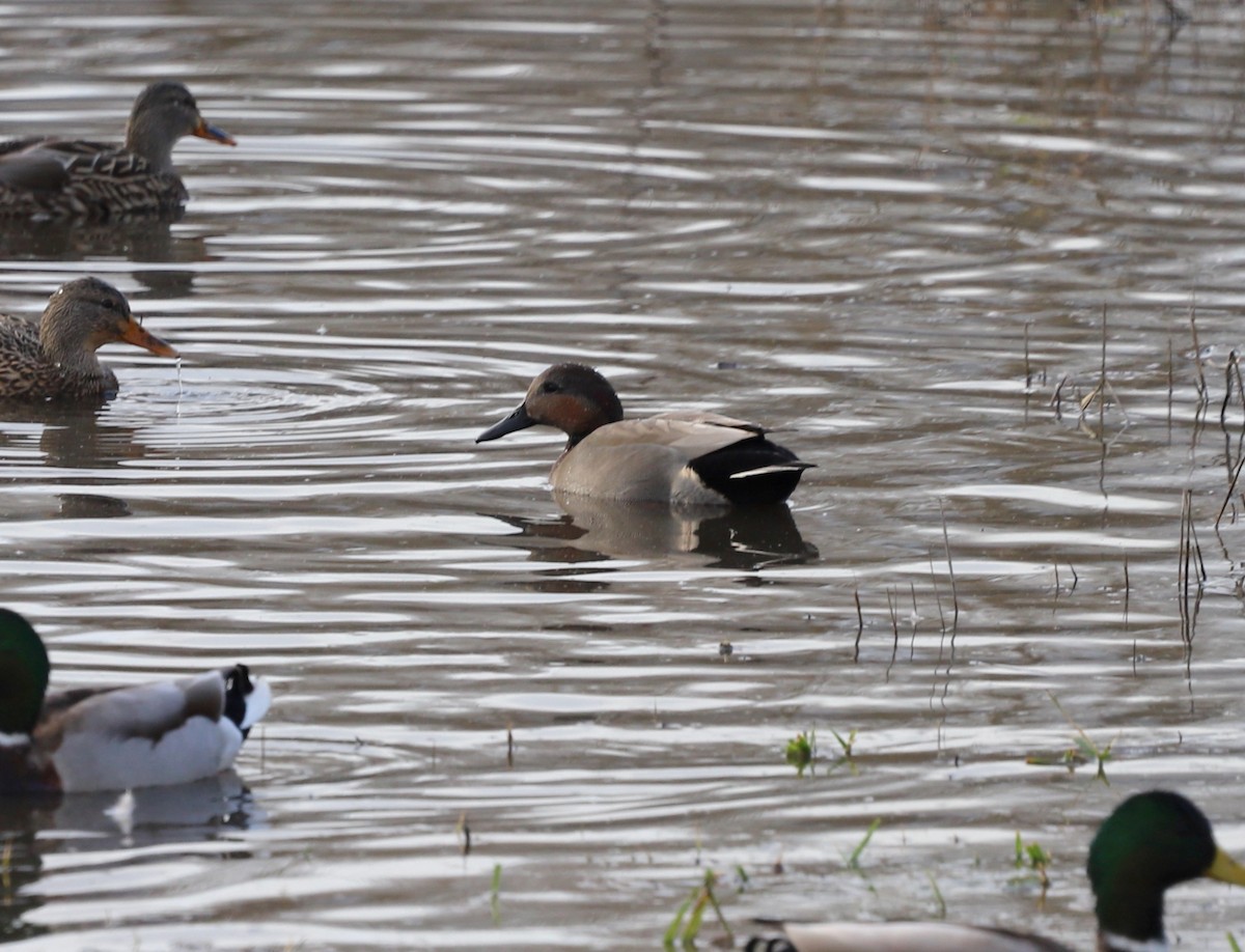 anatidé sp. (canard sp.) - ML647295616