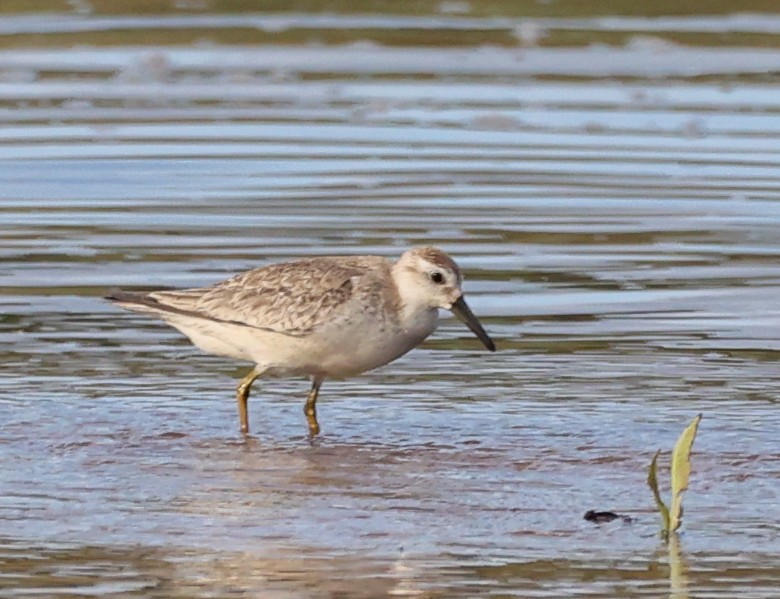 Bécasseau maubèche - ML647295618