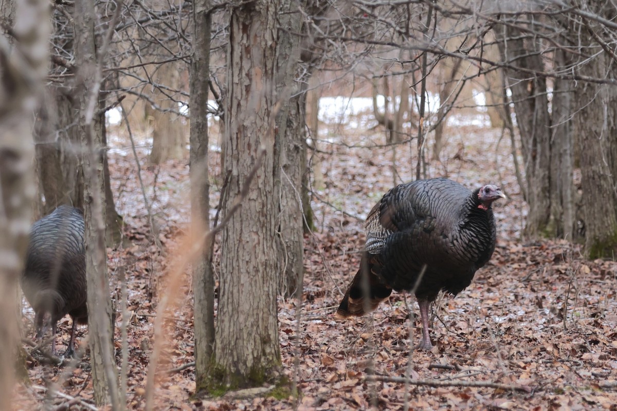 火雞 - ML647295621