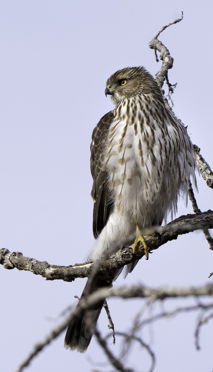 Épervier de Cooper - ML647295622