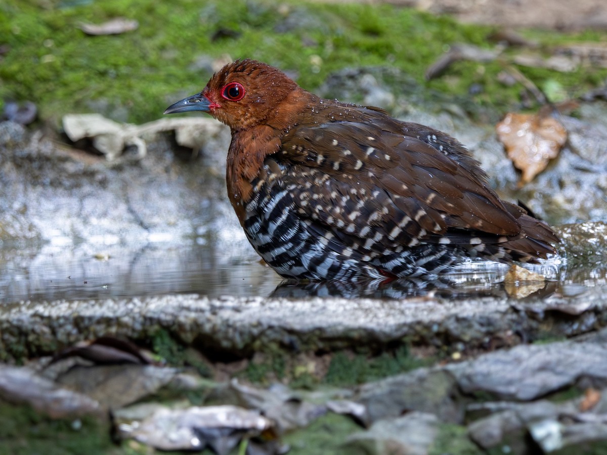 Râle barré - ML647295623