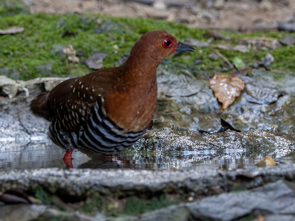 Râle barré - ML647295624