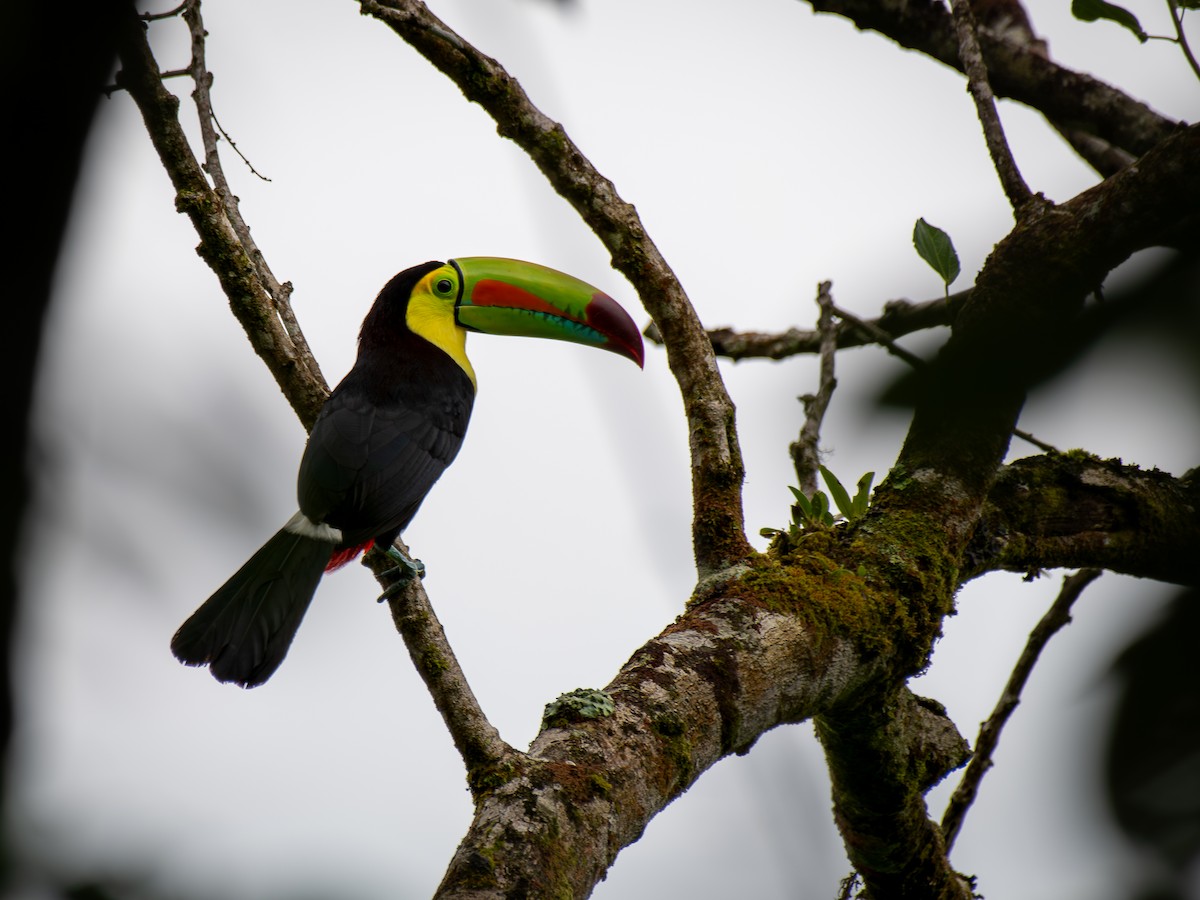 Toucan à carène - ML647295625