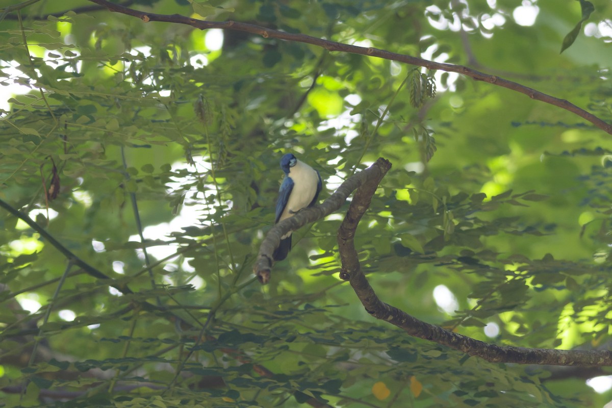 Artamie azurée - ML647295627