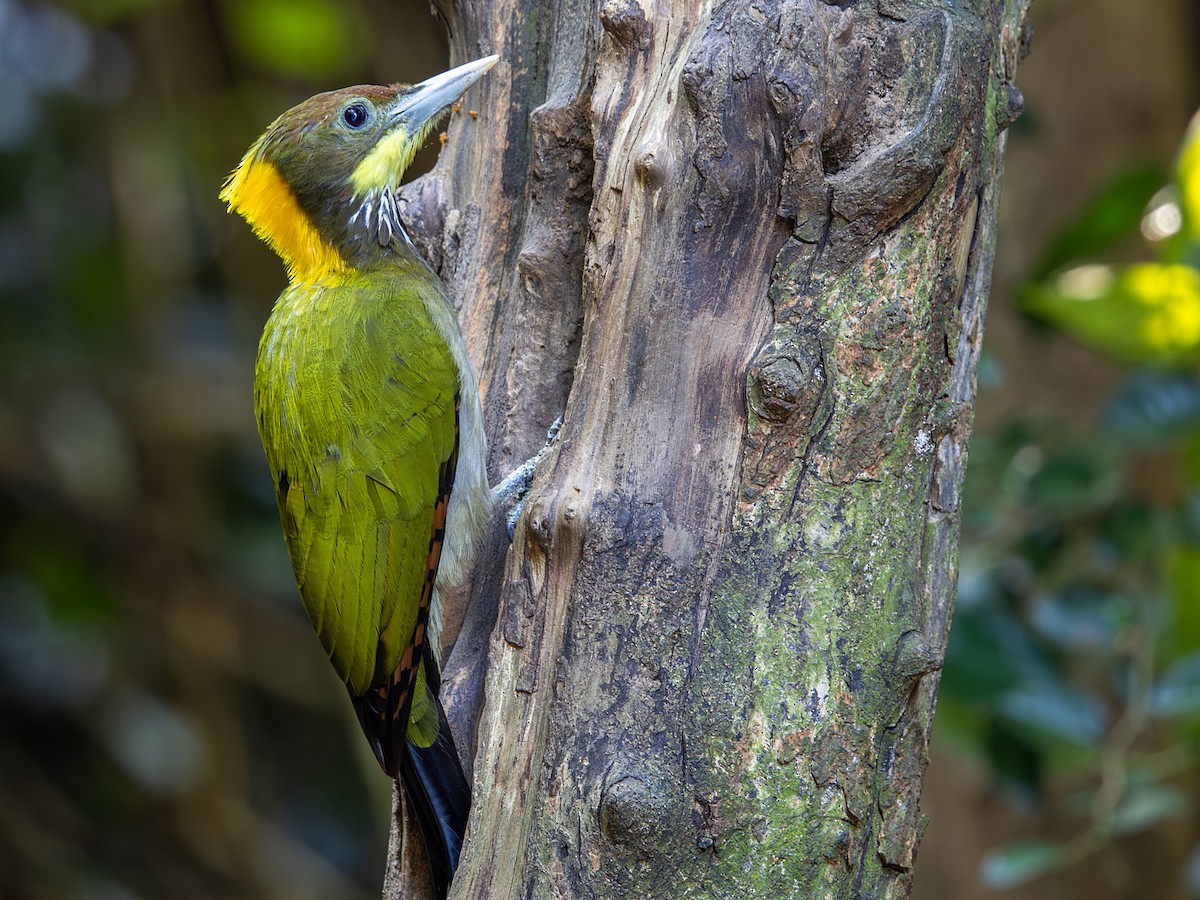 Pic à nuque jaune - ML647295628