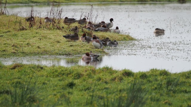 ביצנית לבנת-כנף - ML647295629