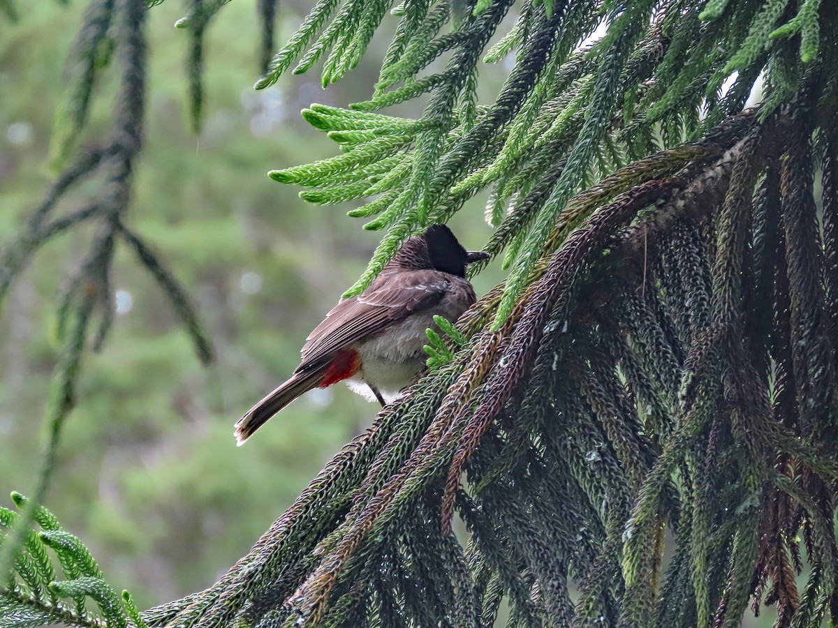 Bulbul à ventre rouge - ML647295630