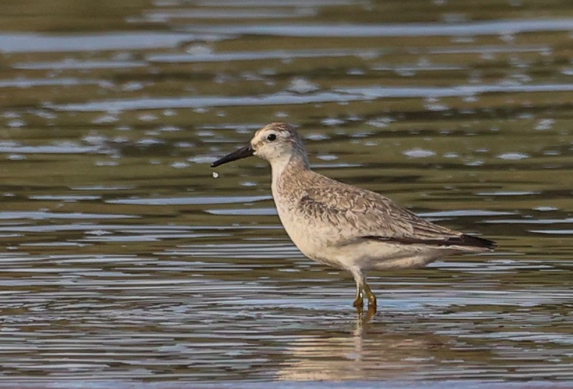 Bécasseau maubèche - ML647295631