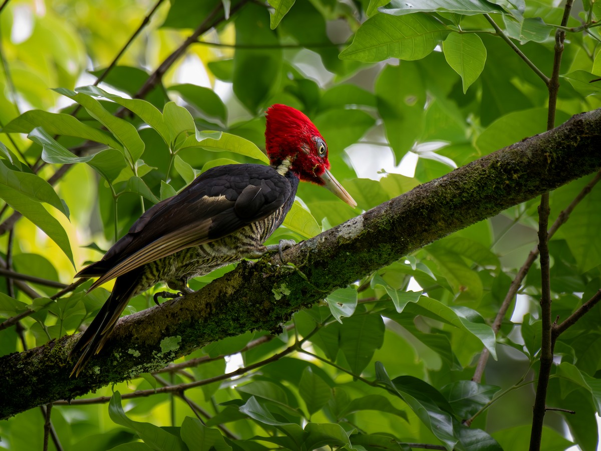 Pic à bec clair - ML647295635