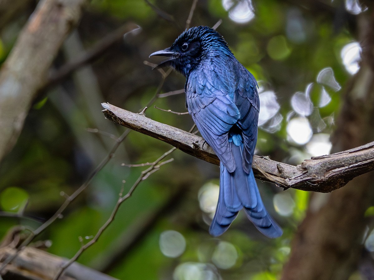 Drongo bronzé - ML647295638