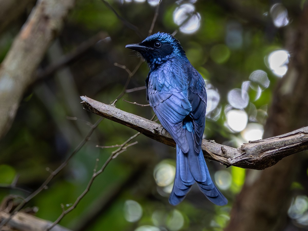 Drongo bronzé - ML647295639