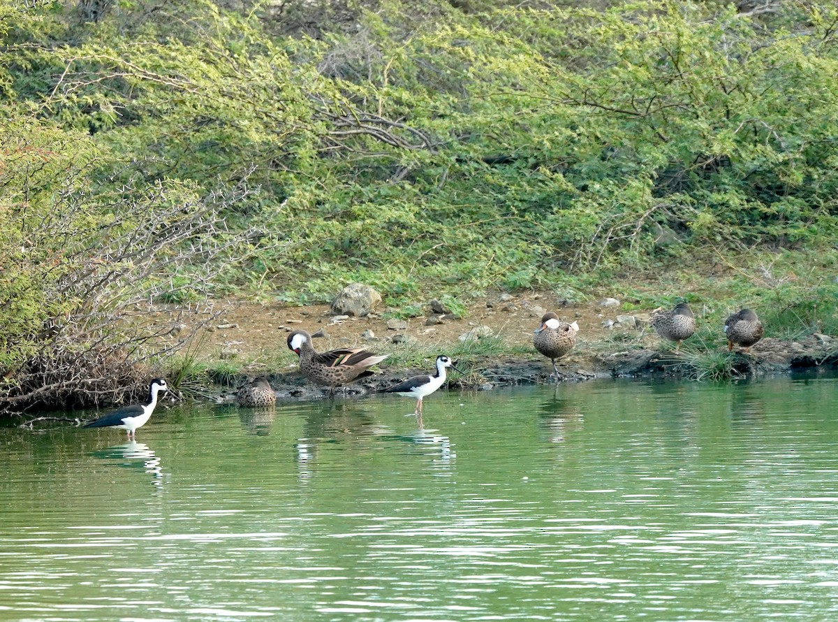 Sarcelle à ailes bleues - ML647295640