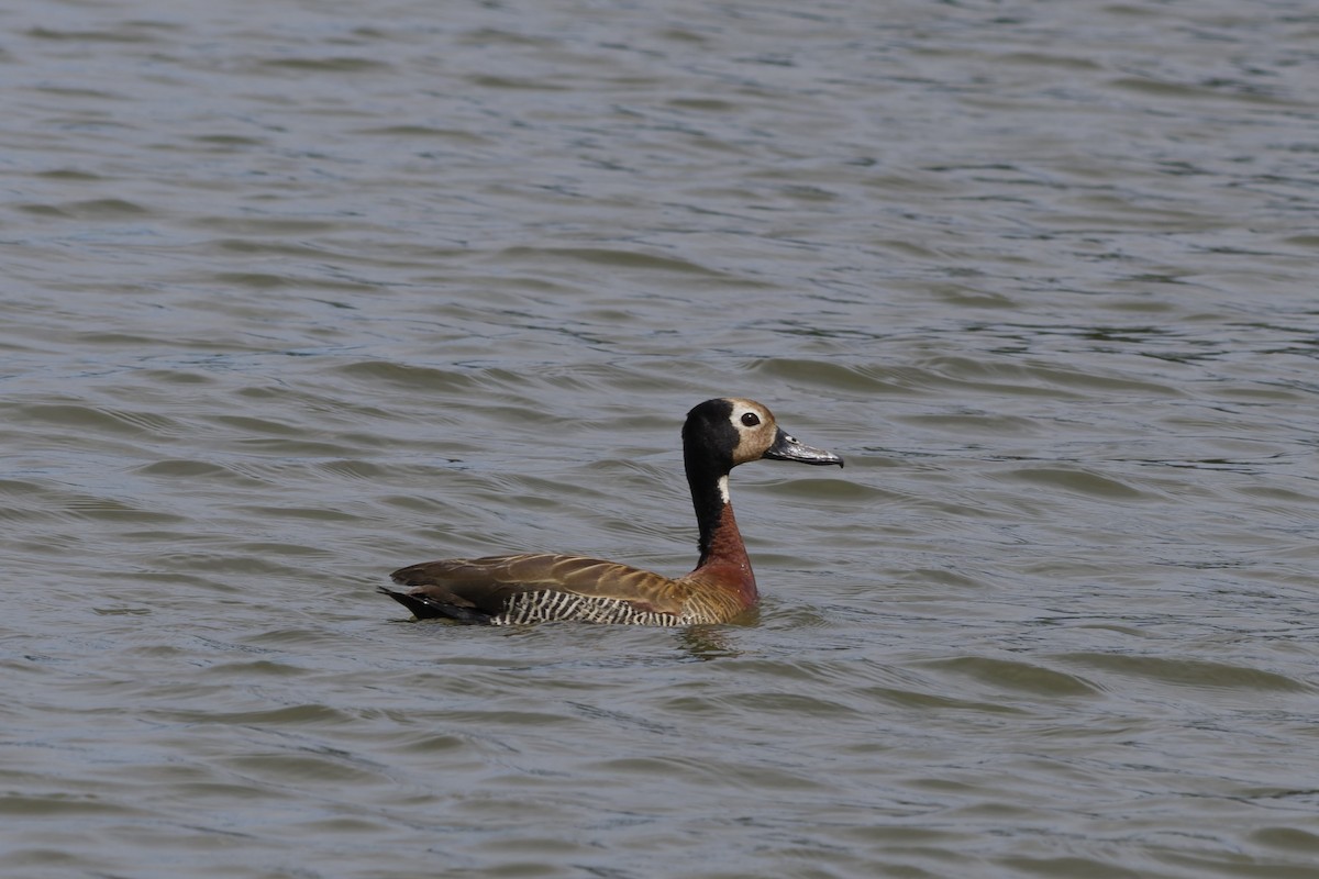 Dendrocygne veuf - ML647295641