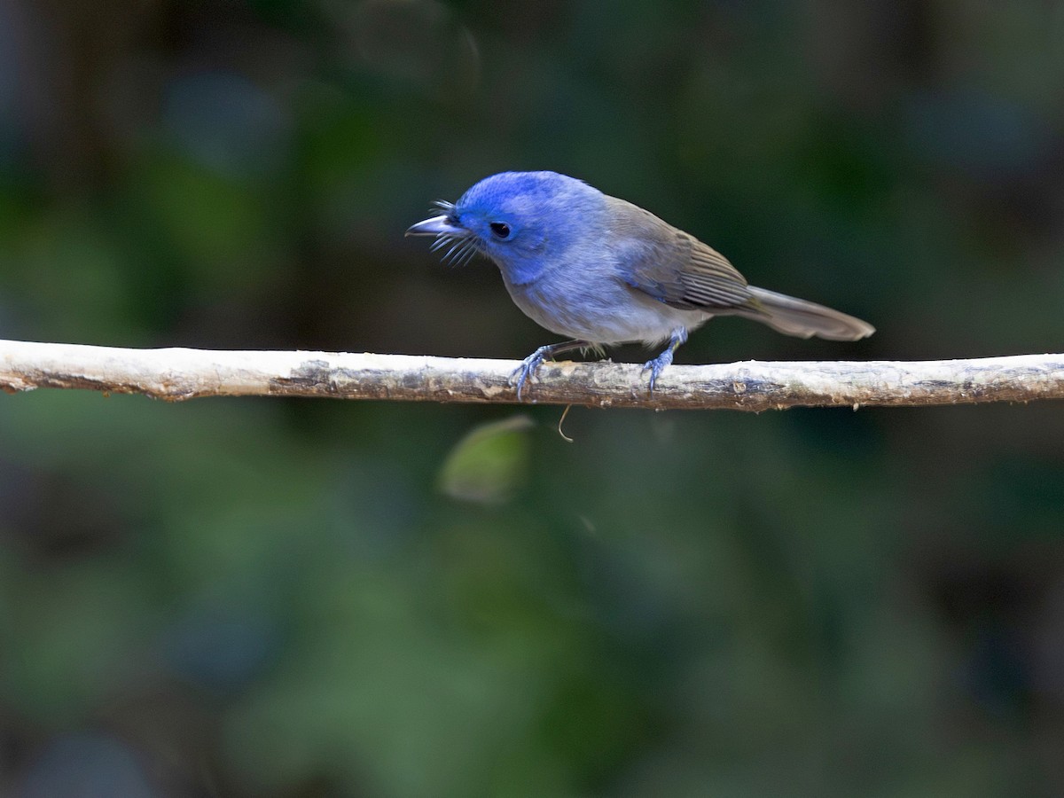 Tchitrec azuré - ML647295642