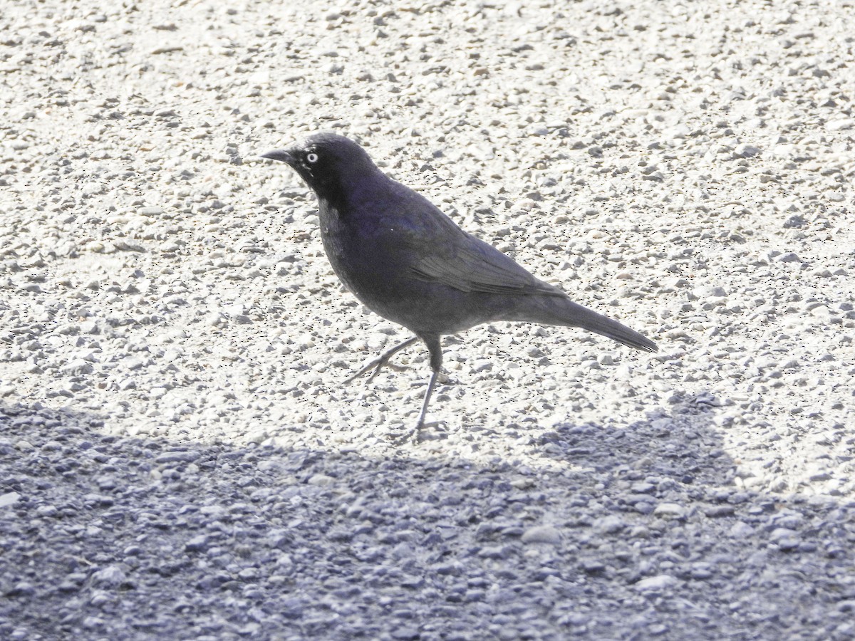 Quiscale de Brewer - ML647295643