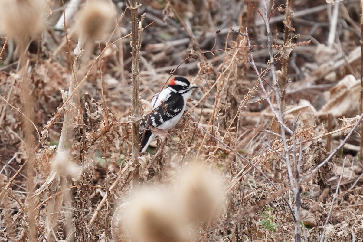 Pic mineur - ML647295644