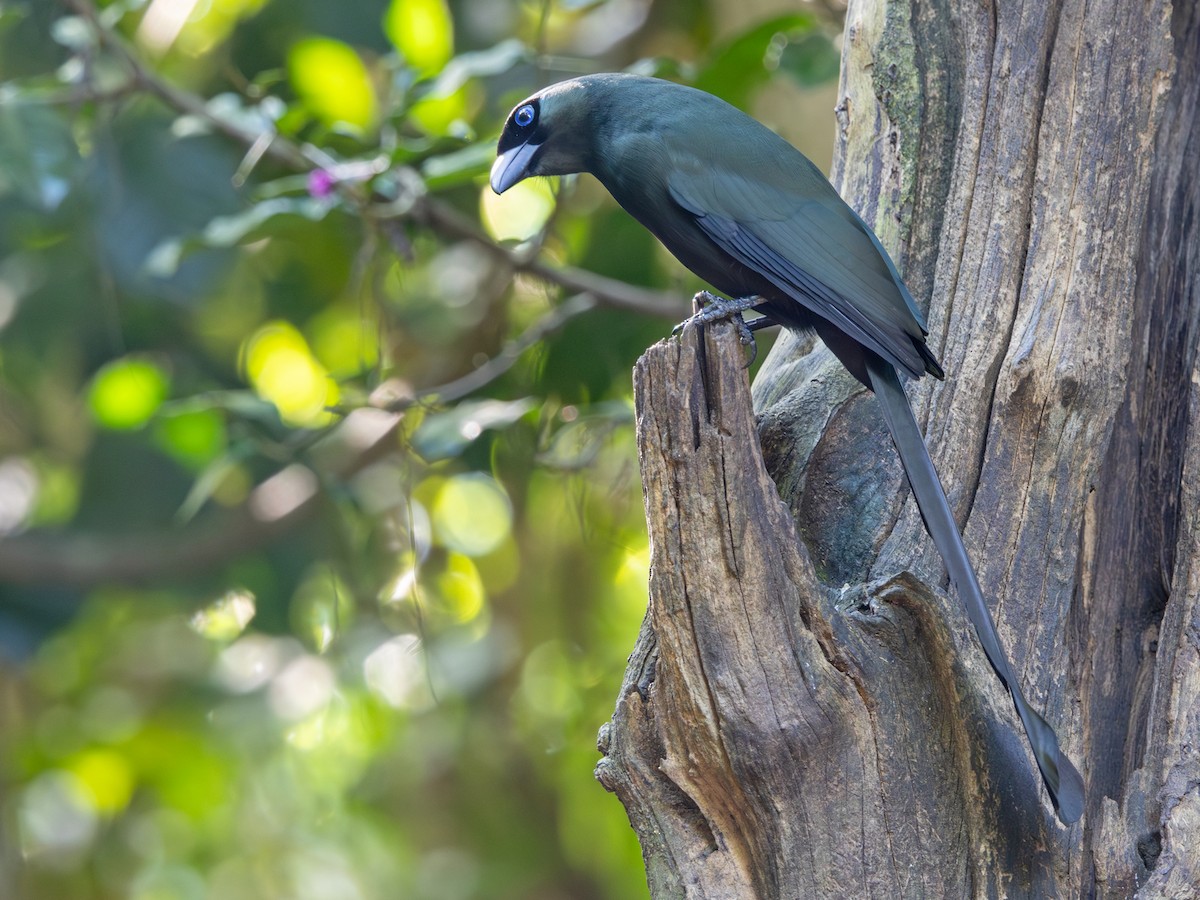 Témia bronzée - ML647295645