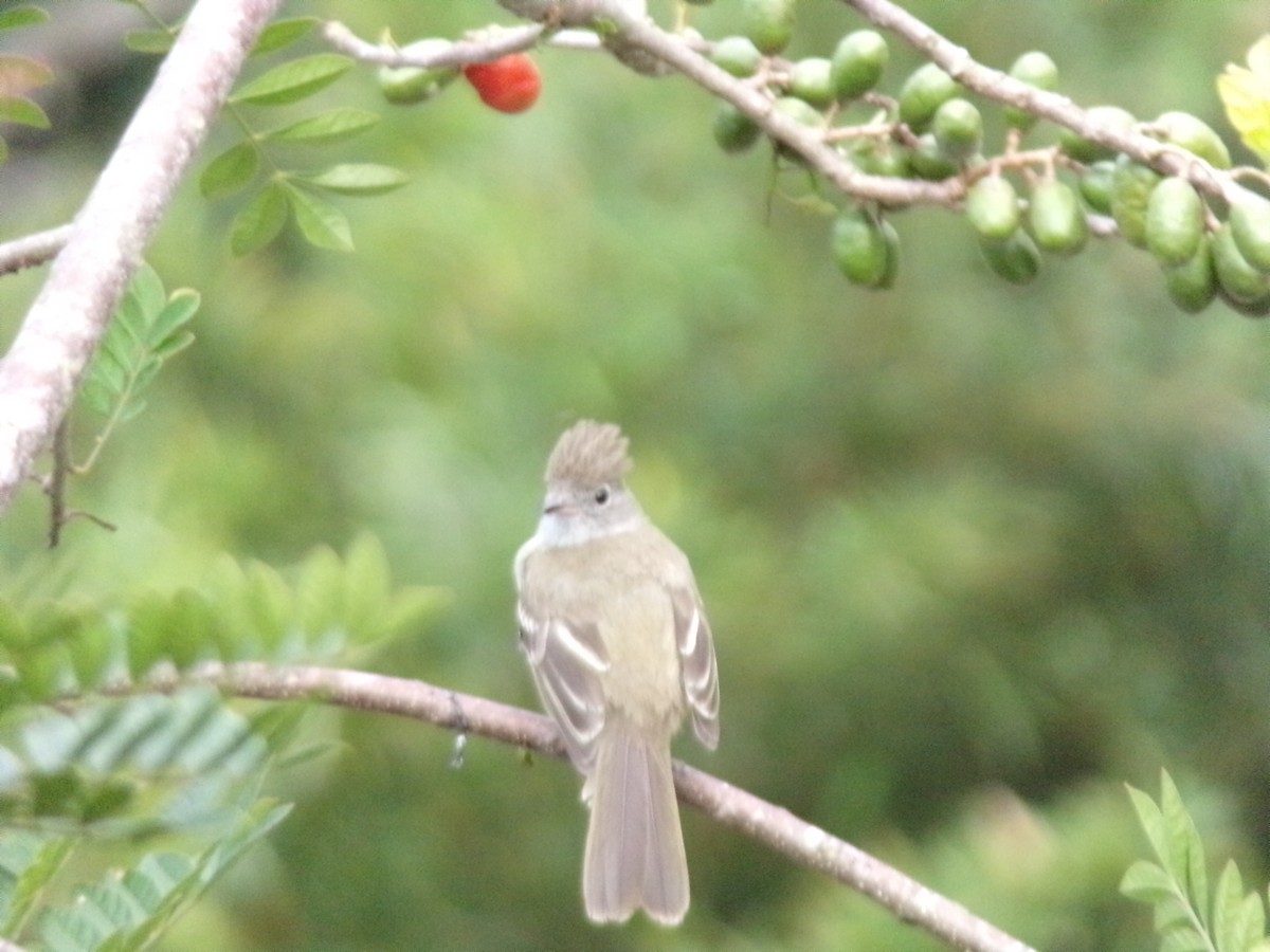 Élénie à ventre jaune - ML647295646