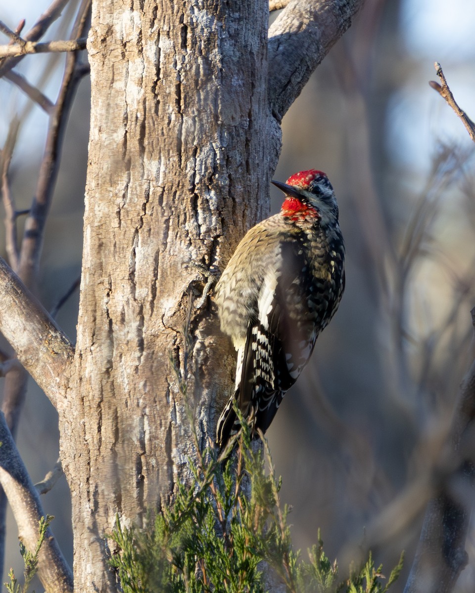 Pic maculé - ML647295647