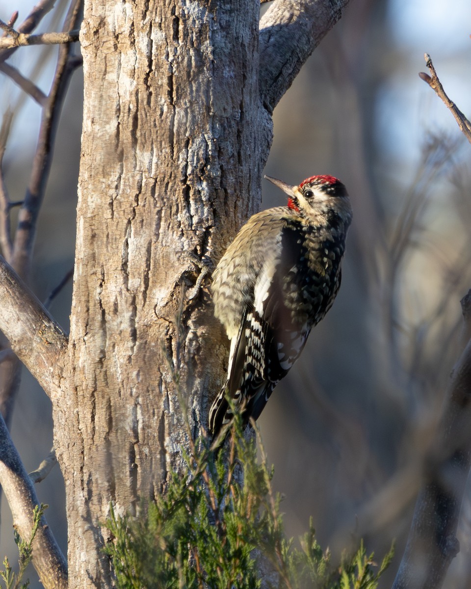 Pic maculé - ML647295648