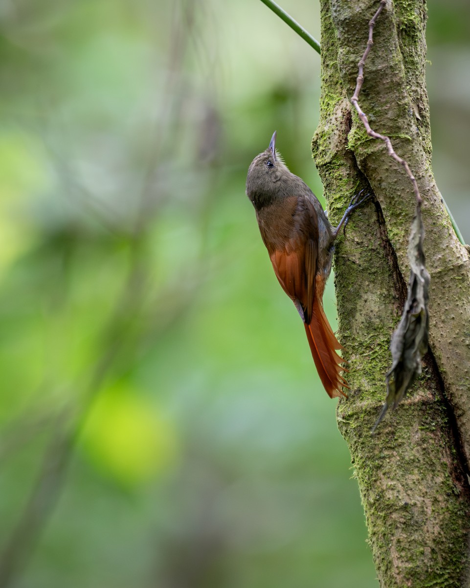 Grimpar fauvette - ML647295649