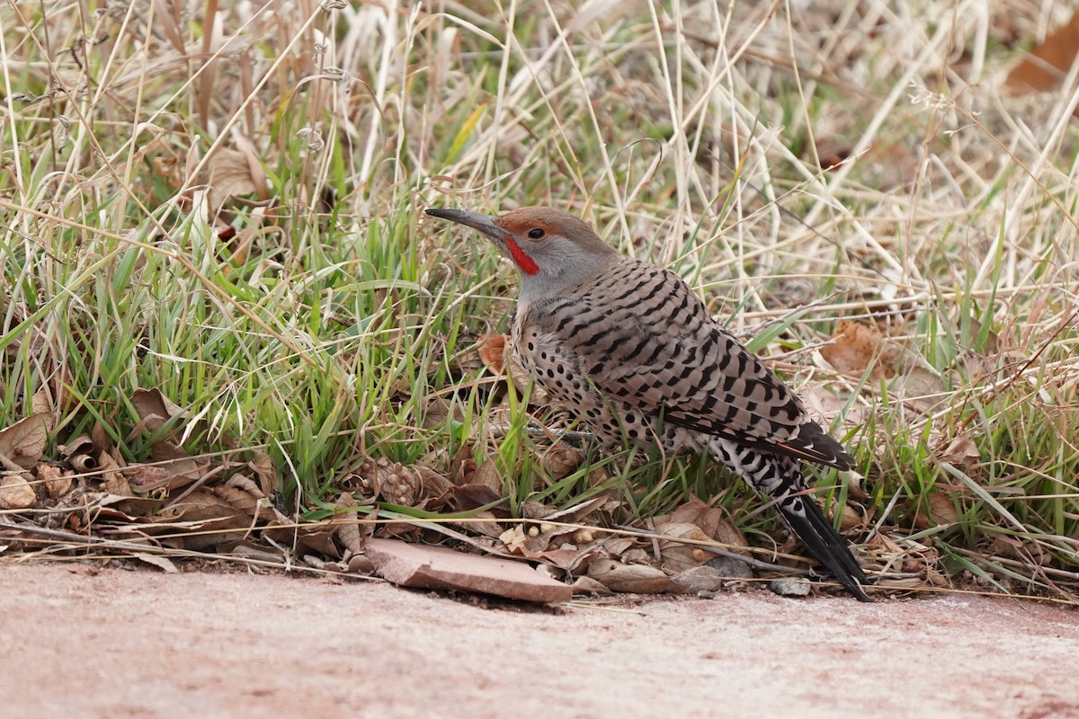 Pic flamboyant (groupe cafer) - ML647295652