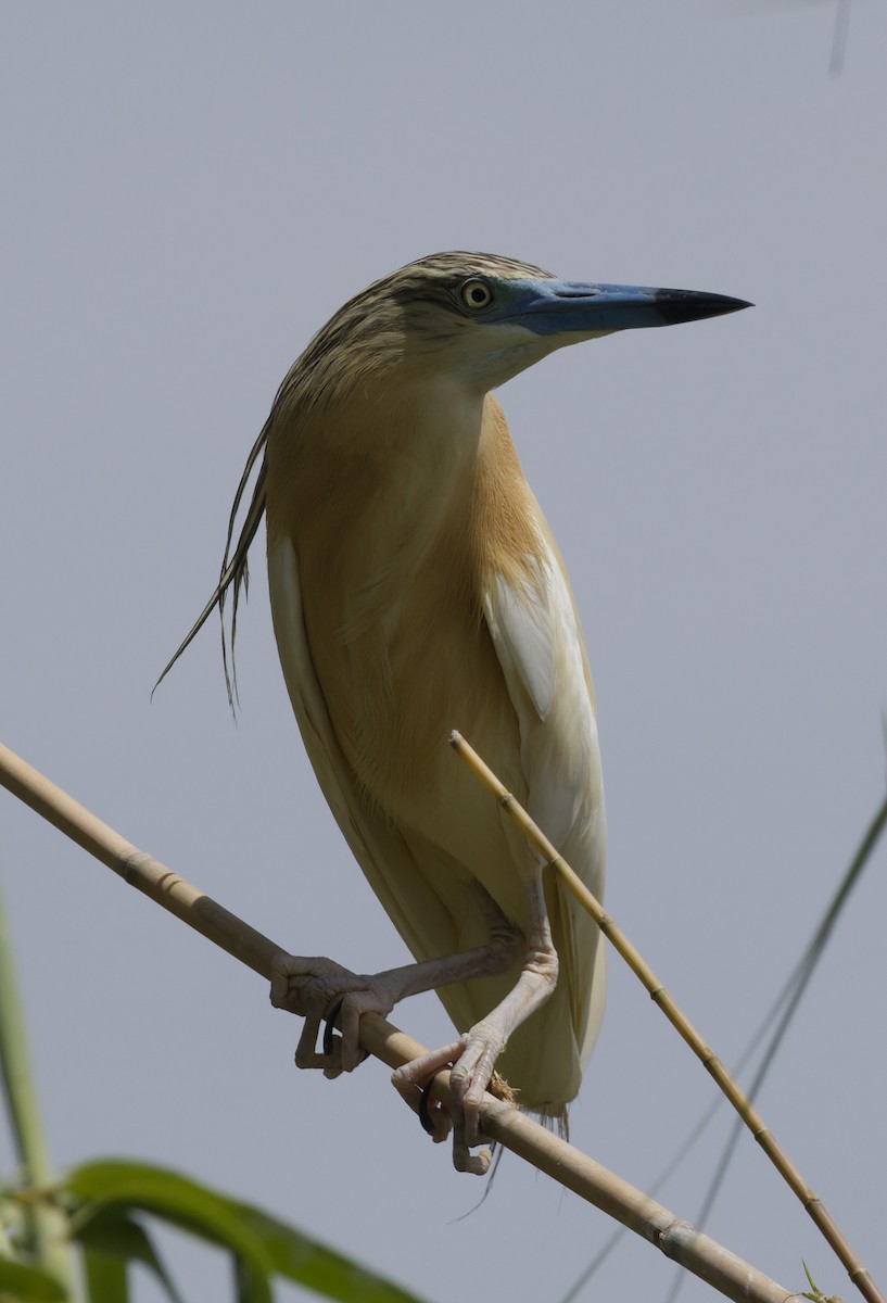 Crabier chevelu - ML647295653