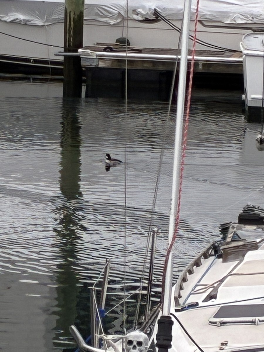 Petit Garrot - ML647295654